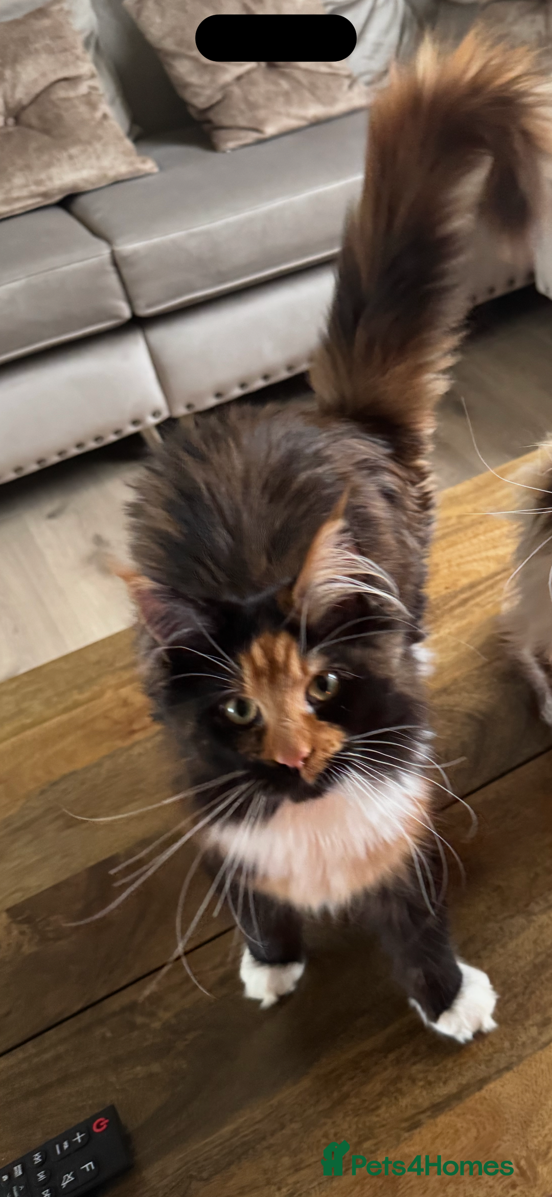 Maine Coon cats for sale: Maine coon 16 months old  - Advert 3