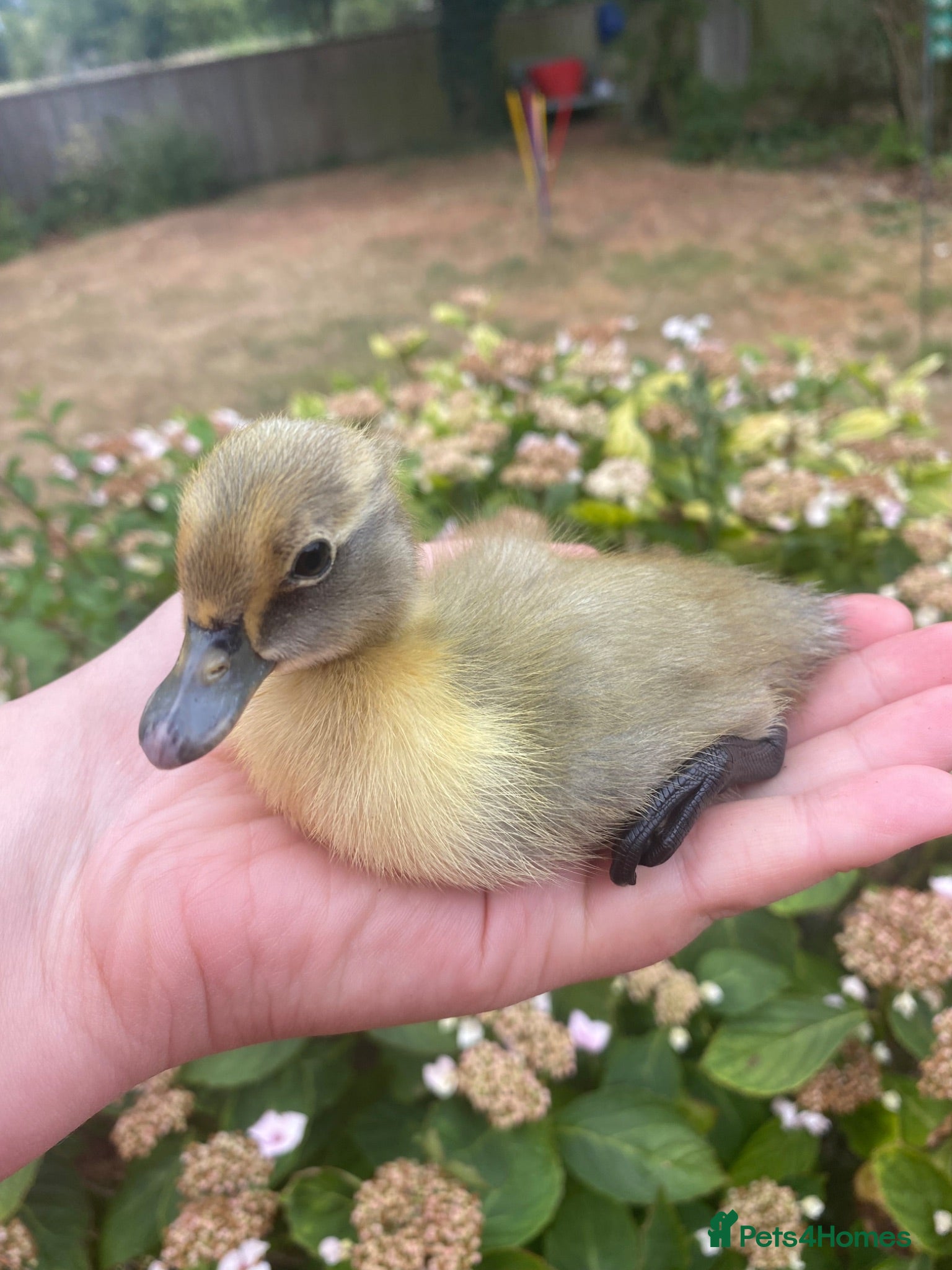 Ducks poultry Pure Indian Runner Ducklings + Fertile Eggs - Advert 4