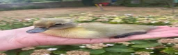 Ducks poultry for sale: Pure Indian Runner Ducklings + Fertile Eggs - Advert 5