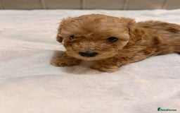 Cavapoochon dogs for sale: Premium Quality Teddy Toy Cavapoochons F1B - Advert 16