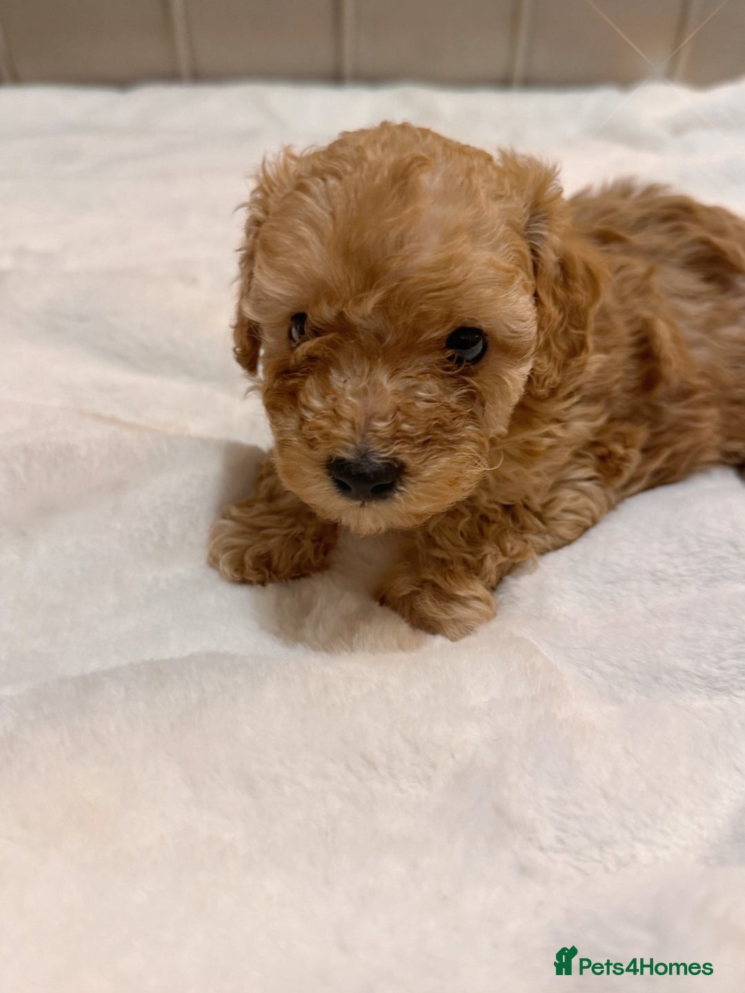 Cavapoochon dogs for sale: Premium Quality Teddy Toy Cavapoochons F1B - Advert 16