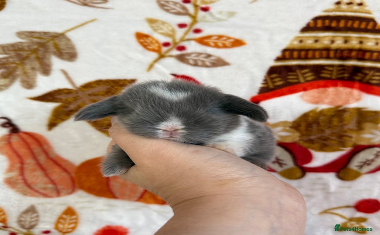 Mini Lop rabbits - Advert 1