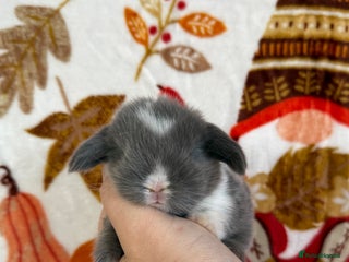 Mini Lop rabbits - Advert 2