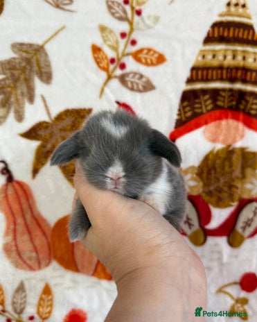 Mini Lop rabbits - Advert 1