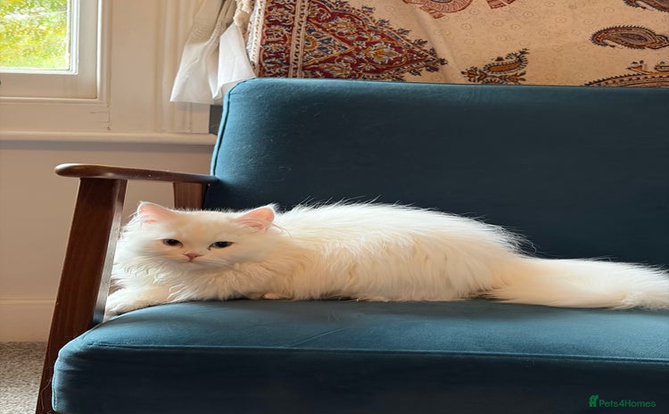 Persian cats - Advert 1