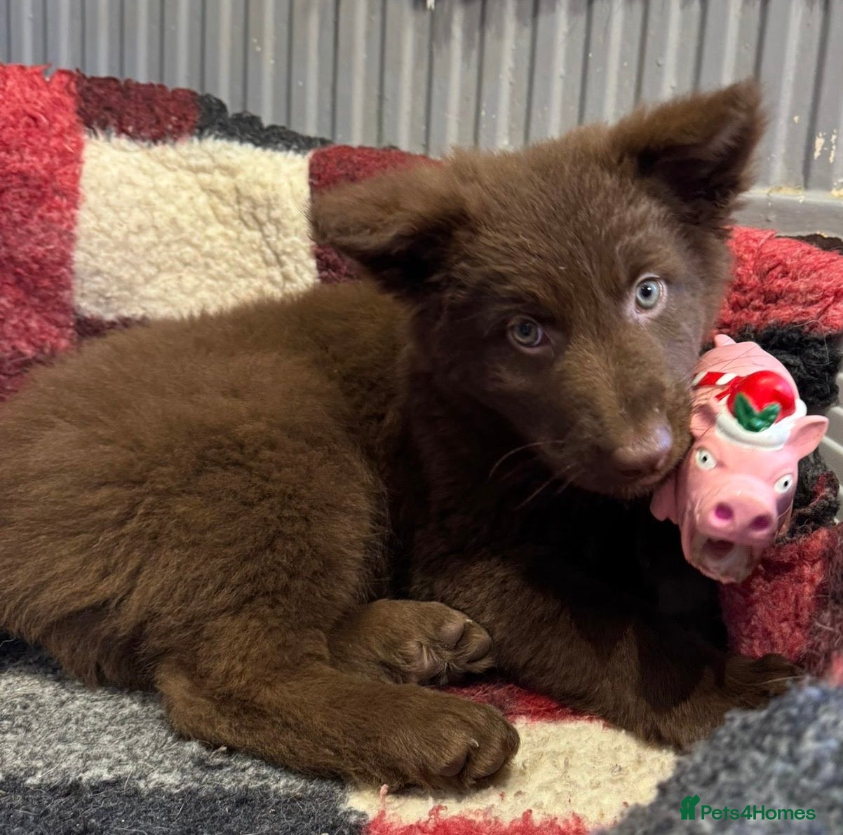 German Shepherd dogs Extensively Health Tested Puppies 🐾 - Advert 4