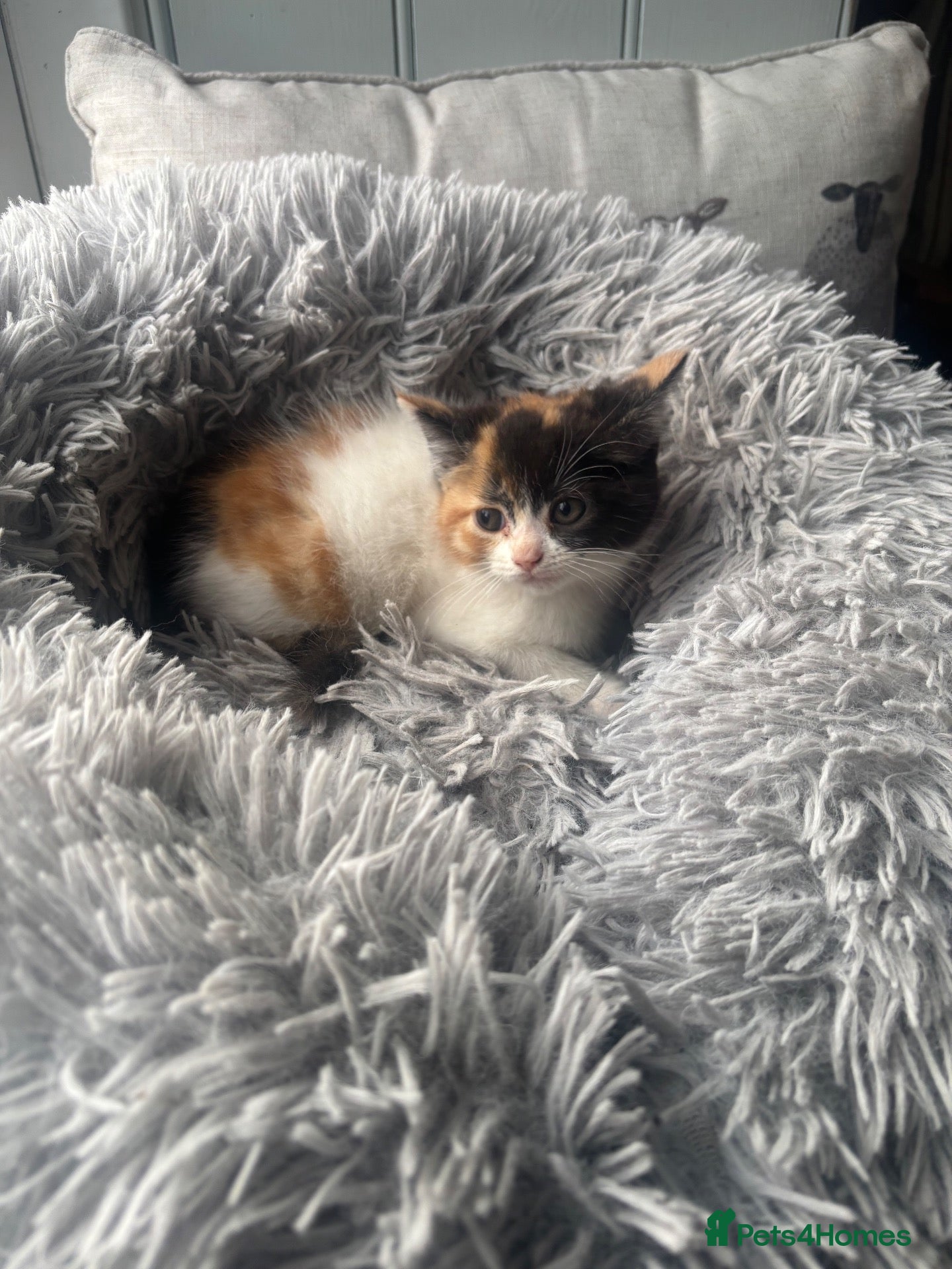 Mixed Breed cats Persian cross kittens ready Friday  - Advert 3