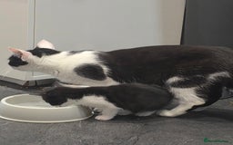 Mixed Breed cats for sale: 4 kittens available 31st Aug - Image 7
