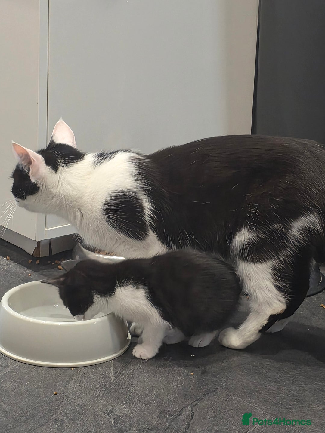Mixed Breed cats for sale: 4 kittens available 31st Aug - Image 7