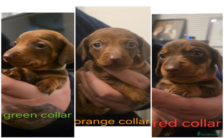 Dachshund dogs Dachshund  - Advert 13