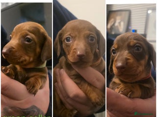 Dachshund dogs Dachshund - Advert 17