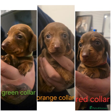 Dachshund dogs Dachshund - Advert 13