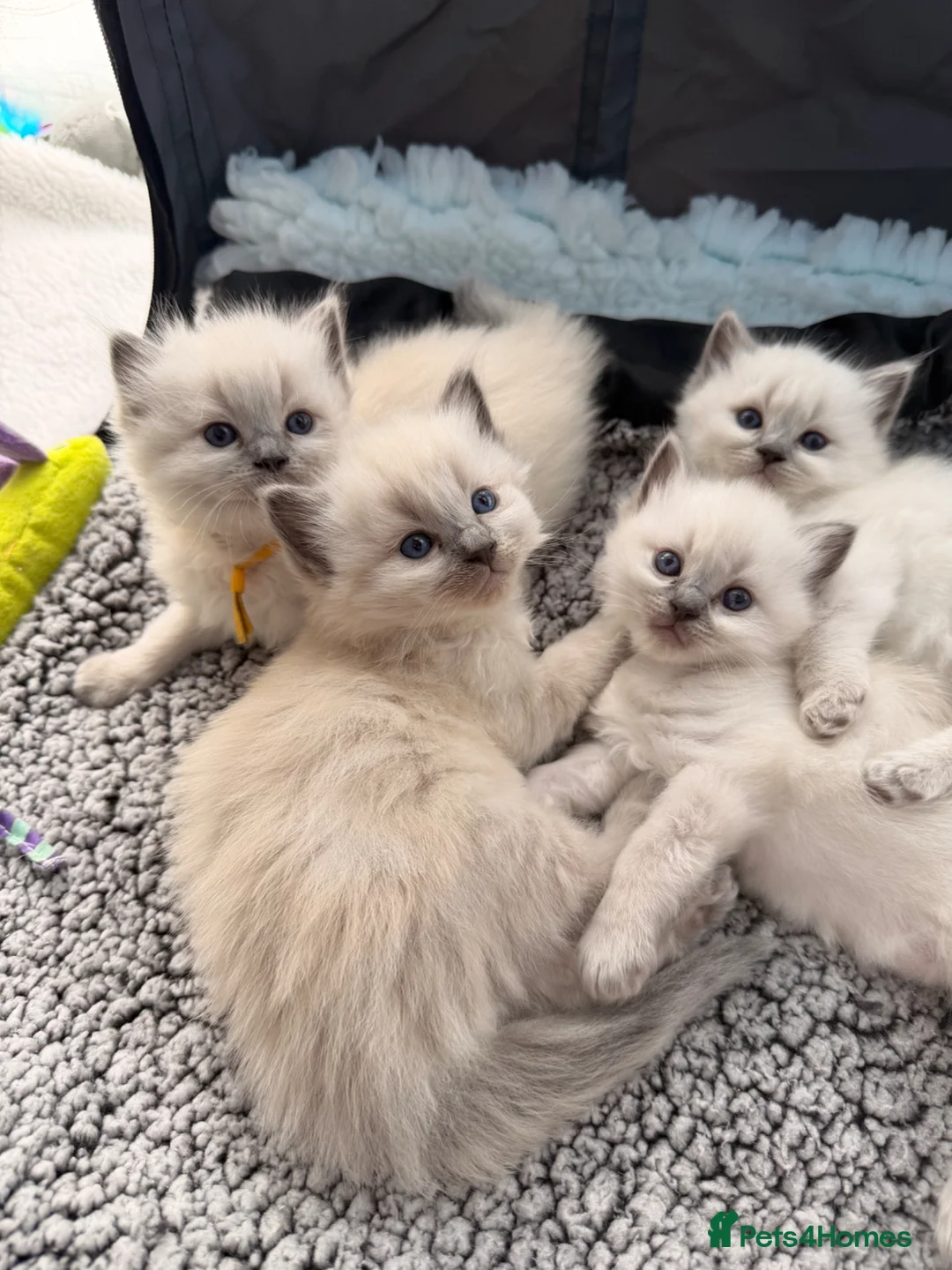 Ragdoll cats for sale: Gorgeous Blue Point Ragdoll Kittens Available  in Derby - Advert 2