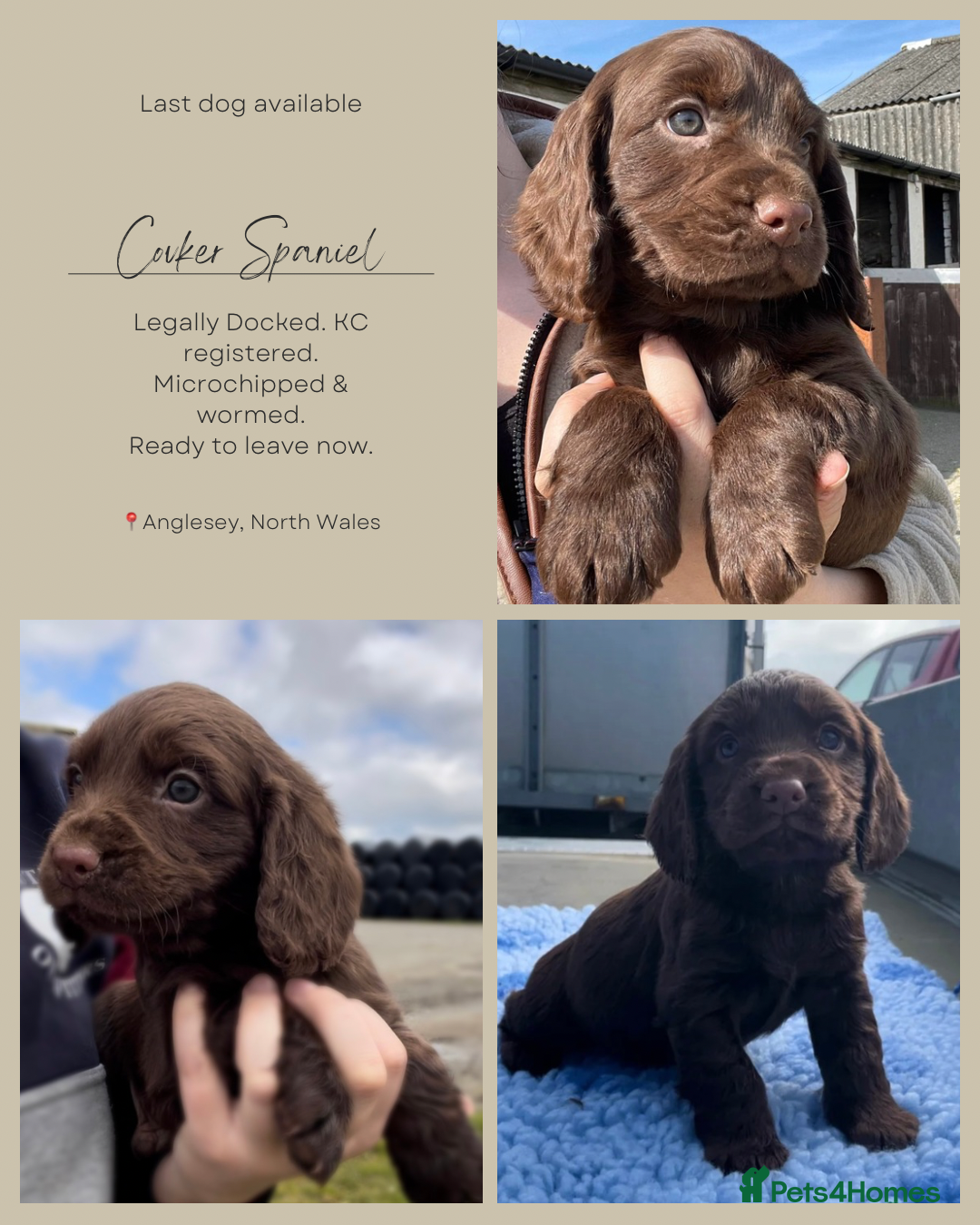 Cocker Spaniel dogs Legally docked. KC Reg. 4 Cocker spaniels.  - Advert 21