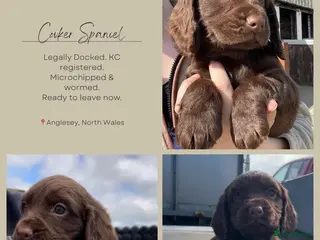 Cocker Spaniel dogs Legally docked. KC Reg. 4 Cocker spaniels. - Advert 21