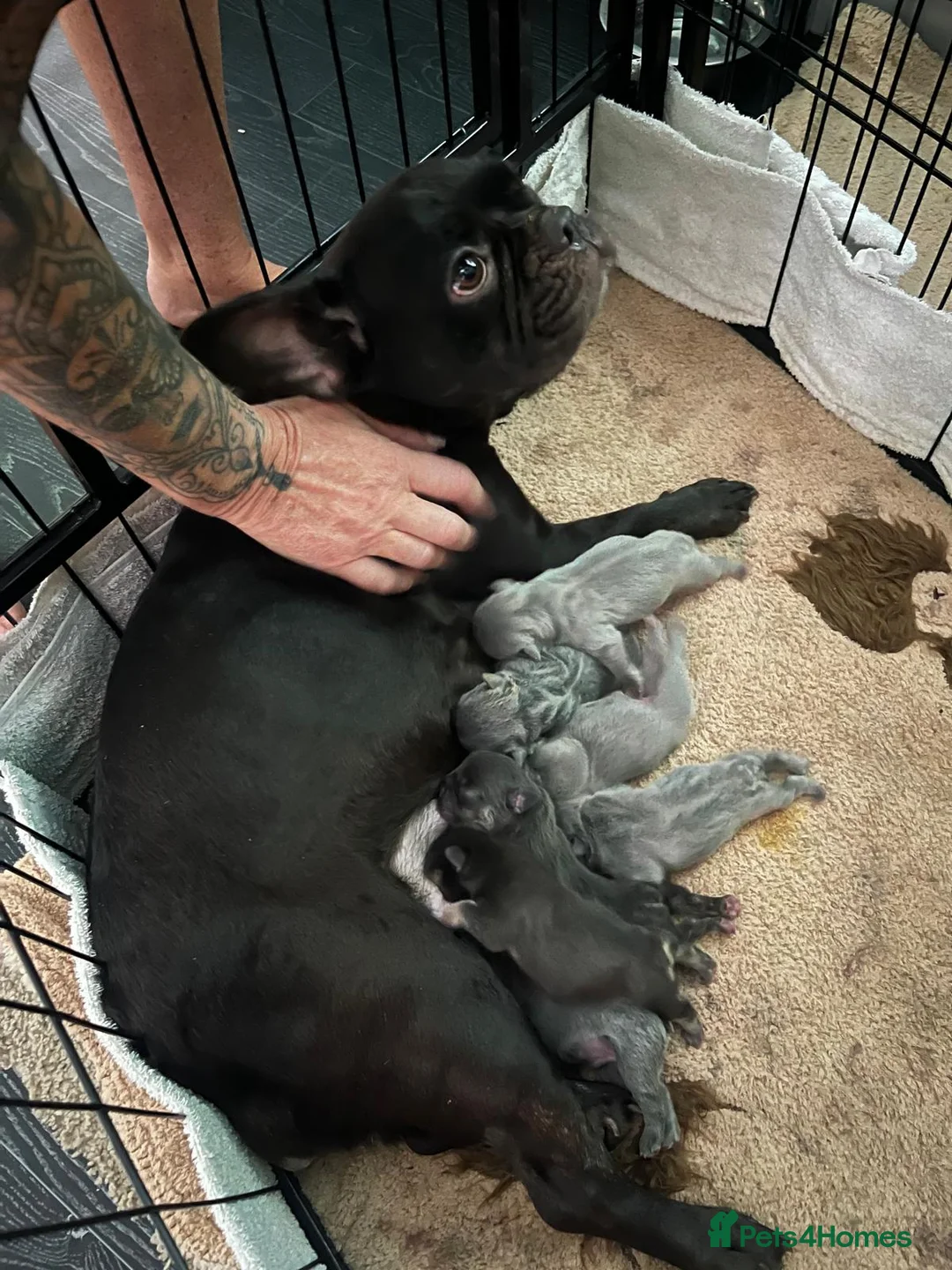 French Bulldog dogs for sale: Ready to go French bulldog pups - Advert 2