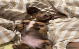 Miniature Dachshund dogs for sale: Miniature dachshund  - Image 12