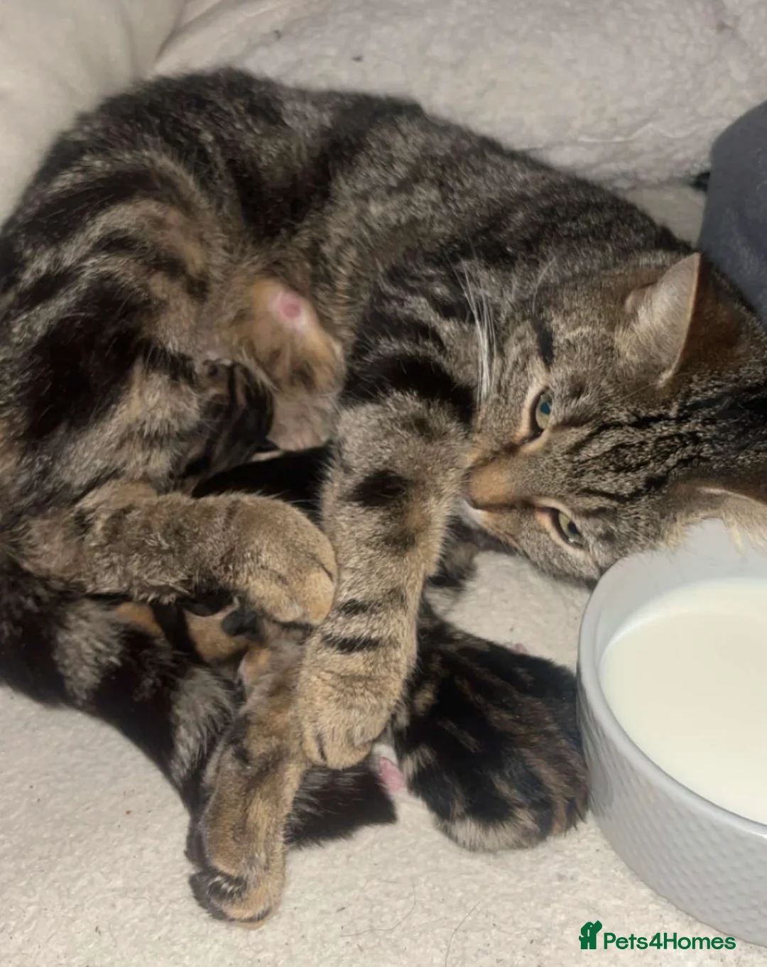 Mixed Breed cats for sale: Adorable kittens - Advert 1