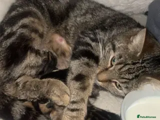 Mixed Breed cats Adorable kittens - Advert 2