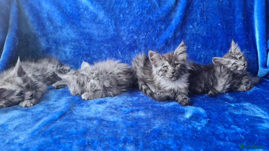 Maine Coon cats for sale: Maine Coon kittens registered with GCCF - Image 3