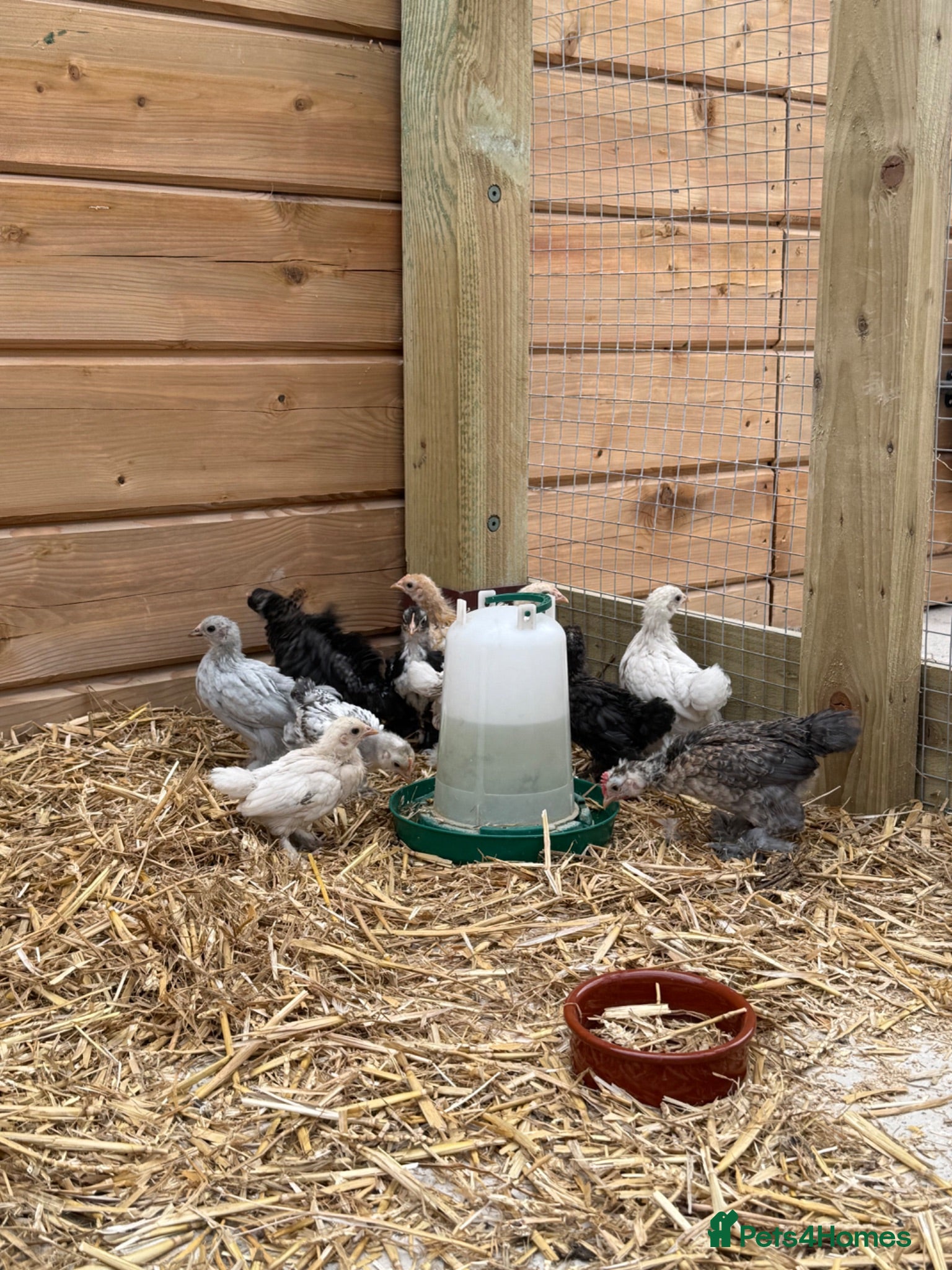 Chickens poultry Mixed sex bantam/Sussex chicks - Advert 1