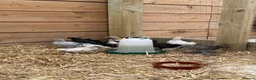 Chickens poultry for sale: Mixed sex bantam/Sussex chicks in Warminster - Advert 1