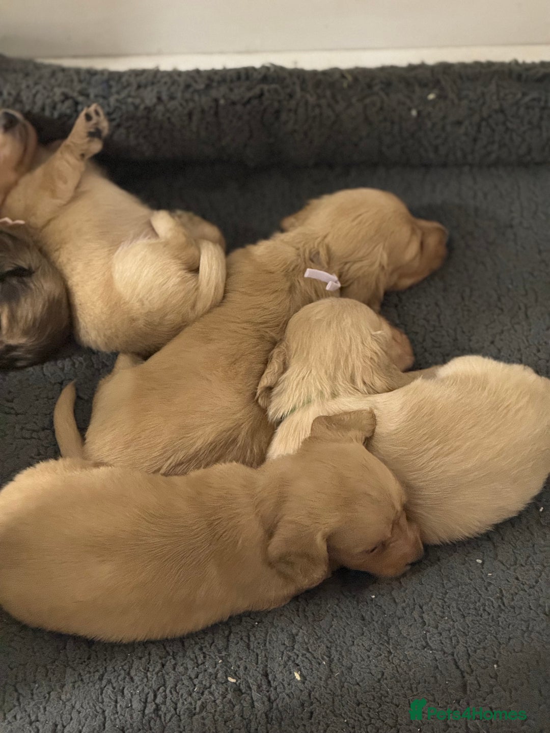 Miniature Dachshund dogs for sale: Miniature Dachshunds longhaired puppies - Advert 4