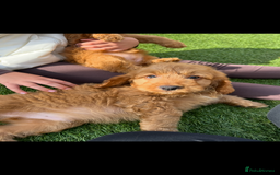 Cockapoo dogs for sale: Red Cockerpoo Puppies - Image 6