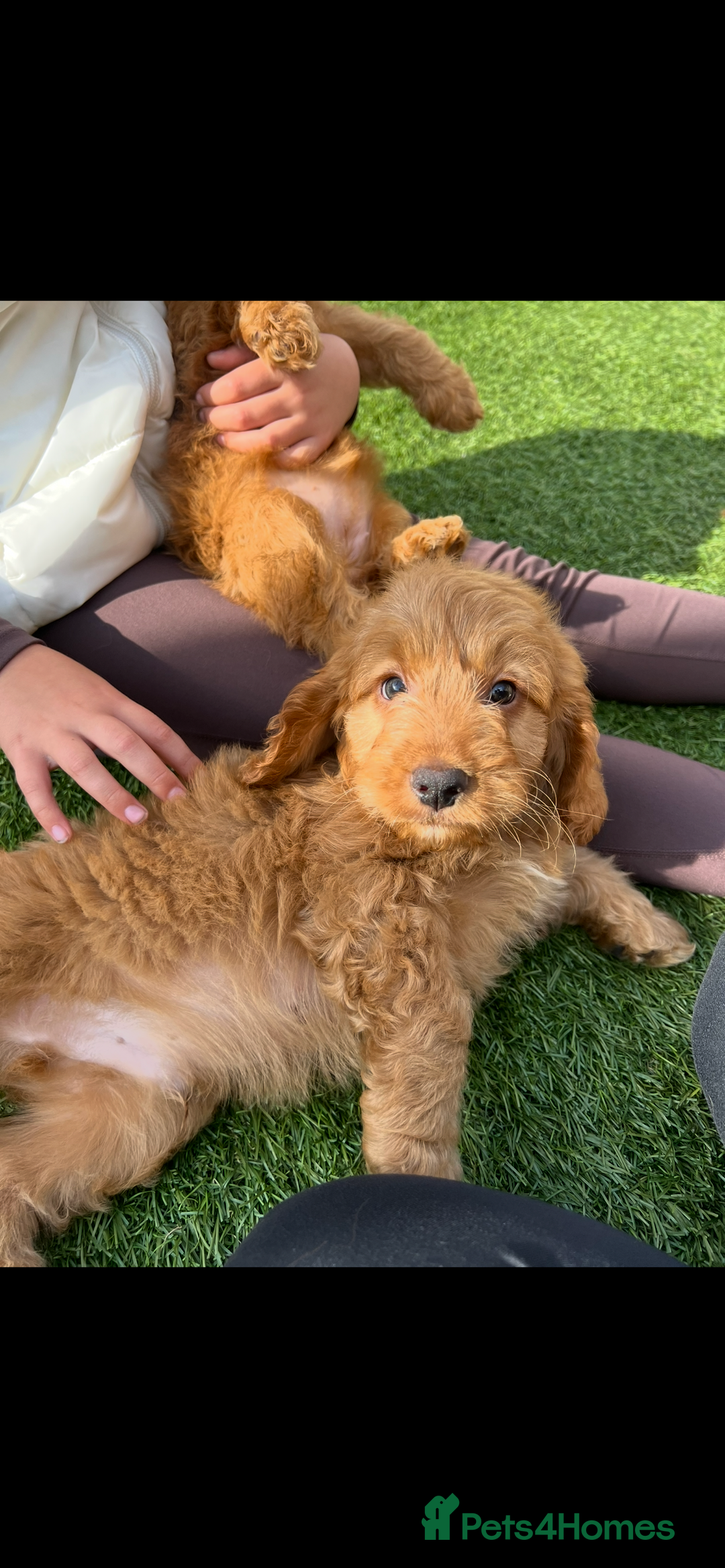 Cockapoo dogs for sale: Red Cockerpoo Puppies - Image 6