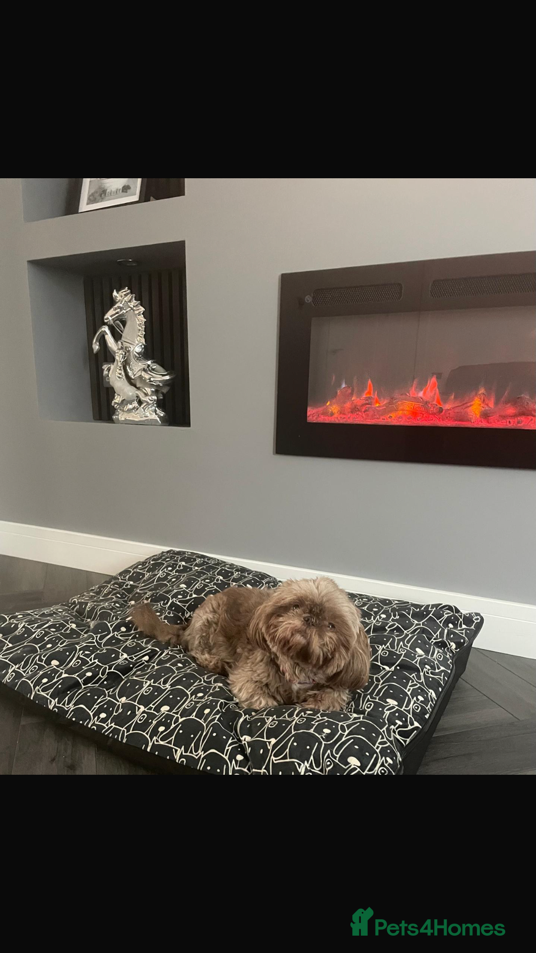 Shih Tzu dogs for sale: Imperial shih tzu puppies  - Image 2