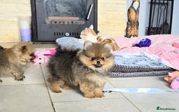 Pomeranian dogs for sale: Tiny Teddy Bear Pomeranians - Image 10