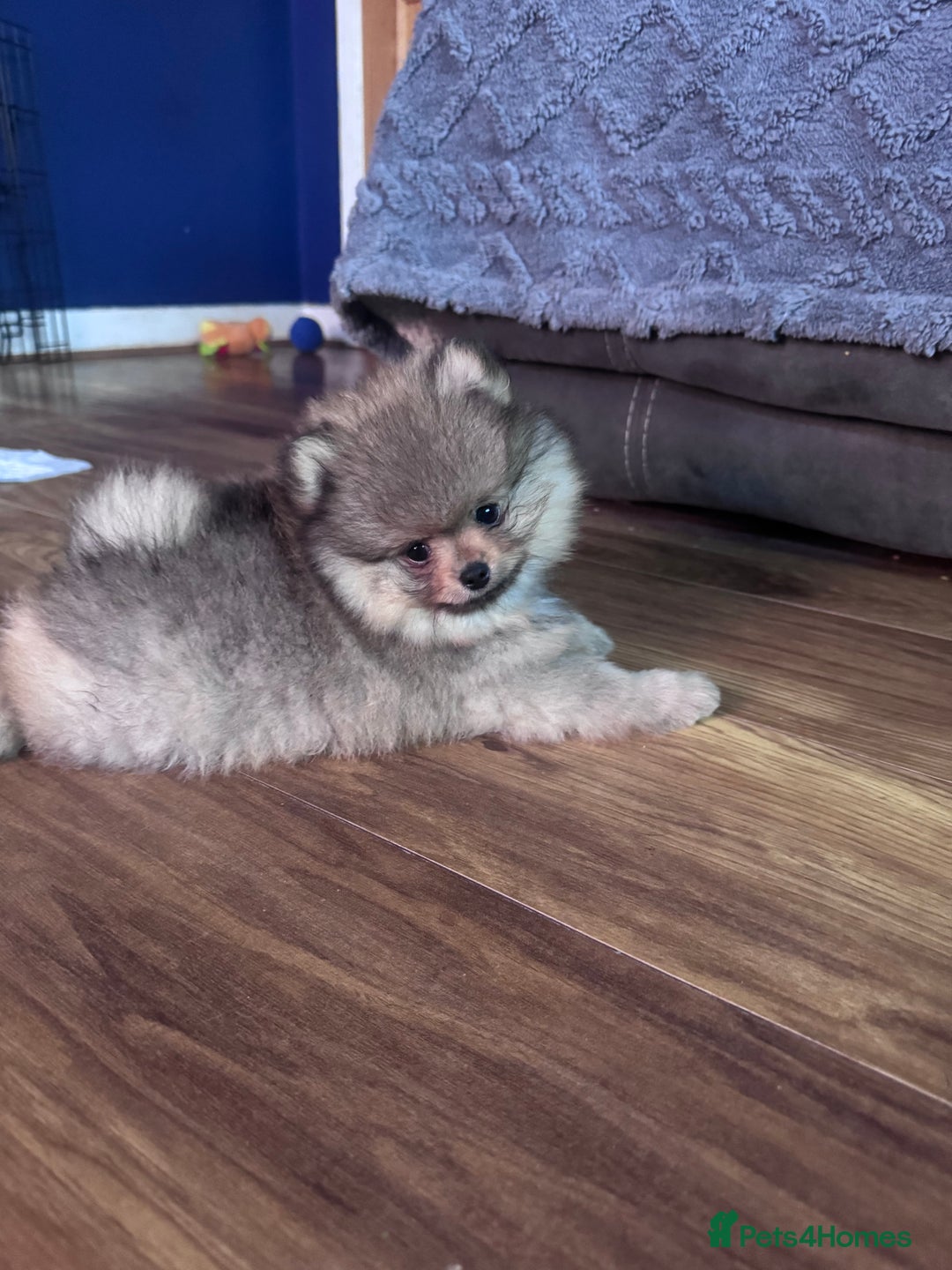 Pomeranian dogs for sale: 🏆 KC HEALTH TESTED POMERANIAN PUPPIES 🏆  - Image 19