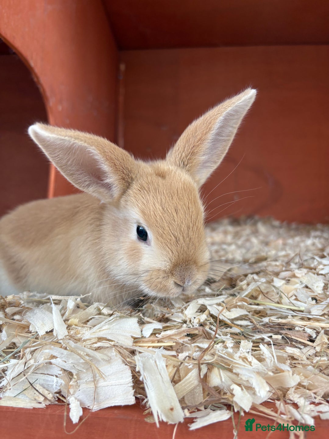 Mixed Breed rabbits for sale: Baby rabbits  - Image 2