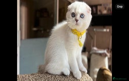 Scottish Fold cats for sale: Beautiful TICA Registered Scottish Girl Kittens - Image 4