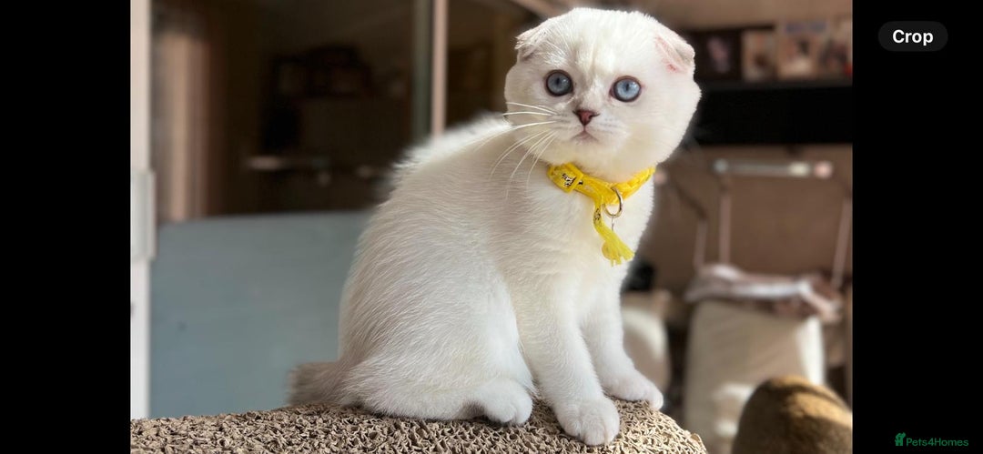 Scottish Fold cats for sale: Beautiful TICA Registered Scottish Girl Kittens - Image 4