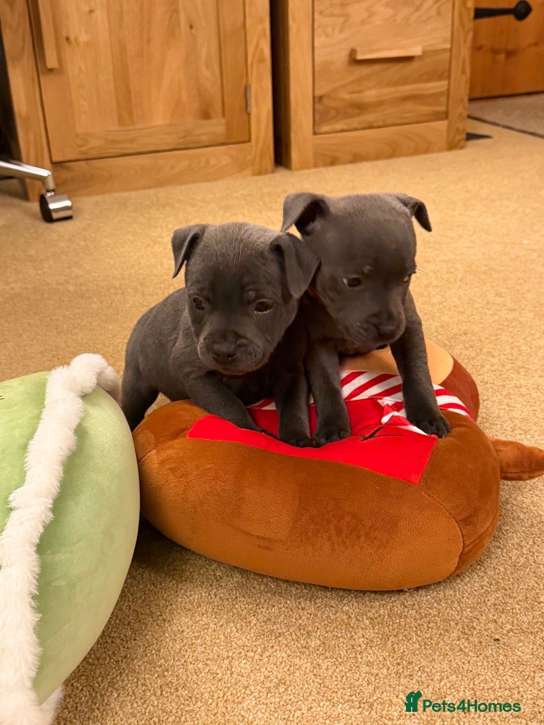 Staffordshire Bull Terrier dogs for sale: KC Registered/Health Tested Blue SBT Puppies - Advert 25