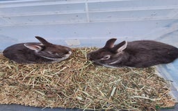 Netherland Dwarf rabbits for sale: Baby Netherland dwarf rabbits for sale £50 each  - Advert 14
