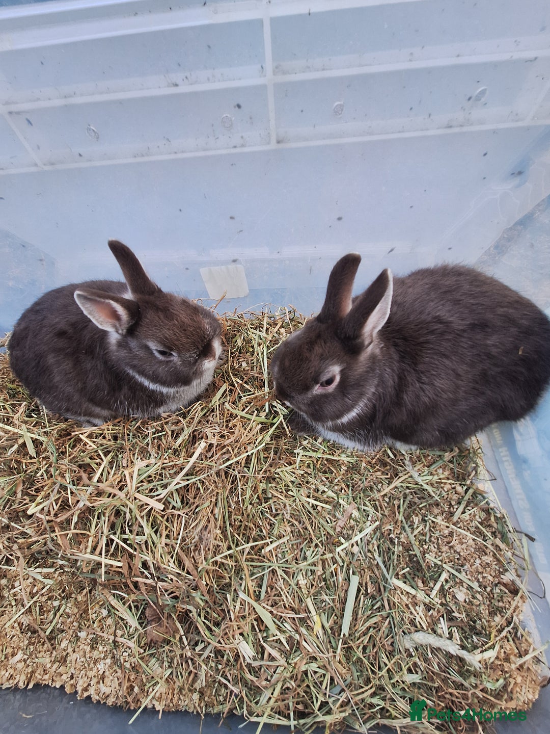 Netherland Dwarf rabbits for sale: Baby Netherland dwarf rabbits for sale £50 each  - Advert 14