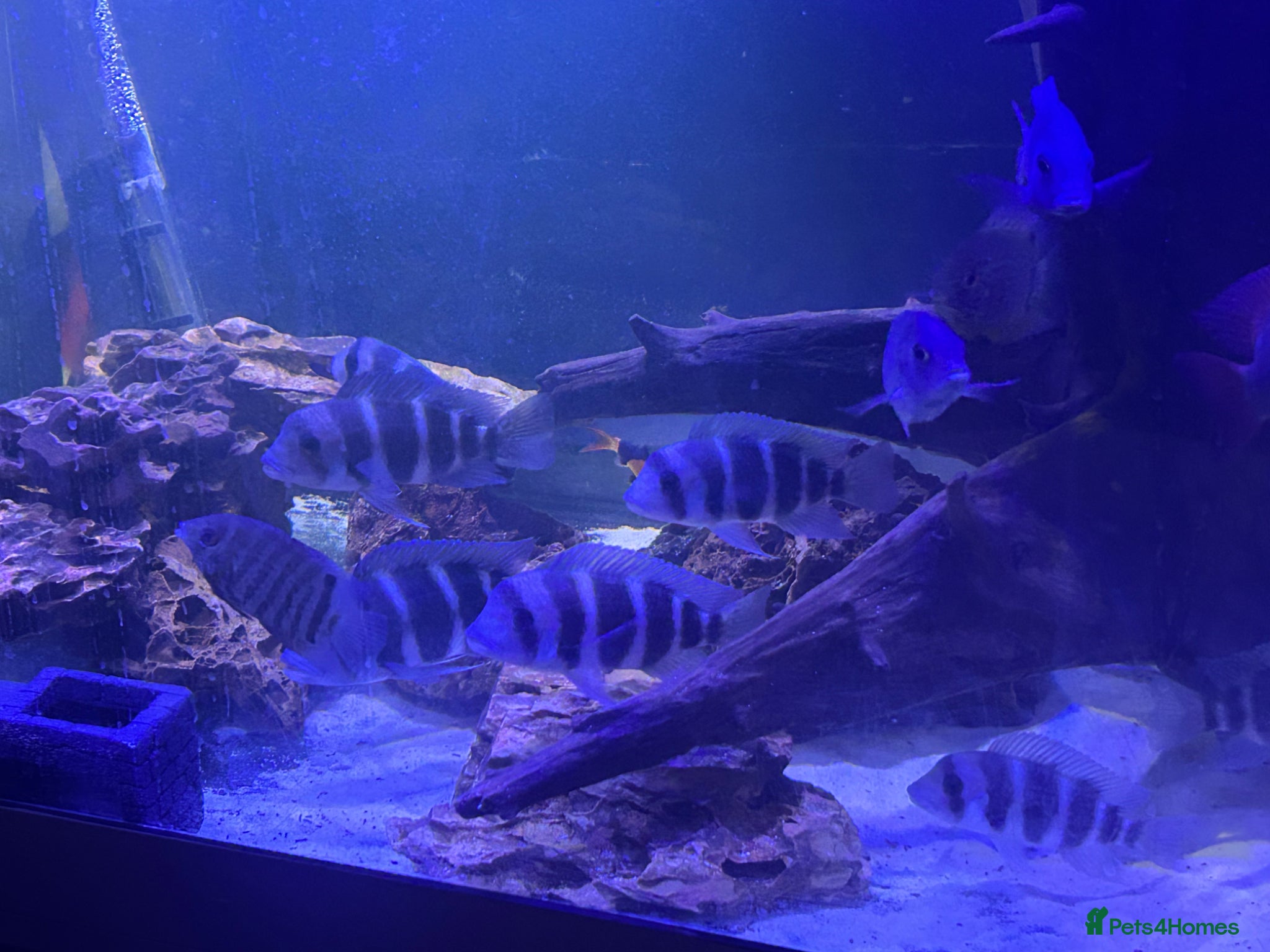 Cichlids fish Frontosa x 10 and Blue moorii dolphin x 10  - Advert 15
