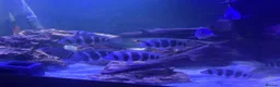Cichlids fish for sale: Frontosa x 10 and Blue moorii dolphin x 10  - Advert 1