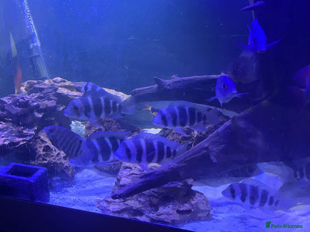 Cichlids fish for sale: Frontosa x 10 and Blue moorii dolphin x 10  - Advert 1
