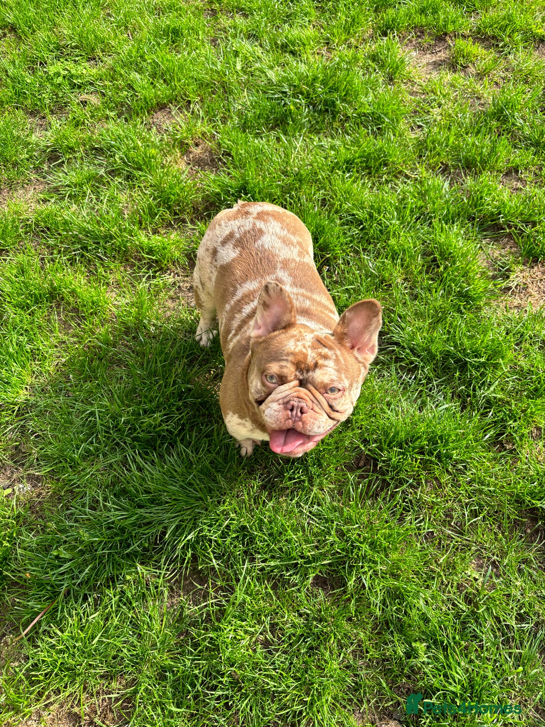 French Bulldog dogs for sale: New shade French bulldog male pending pink😍 - Image 2