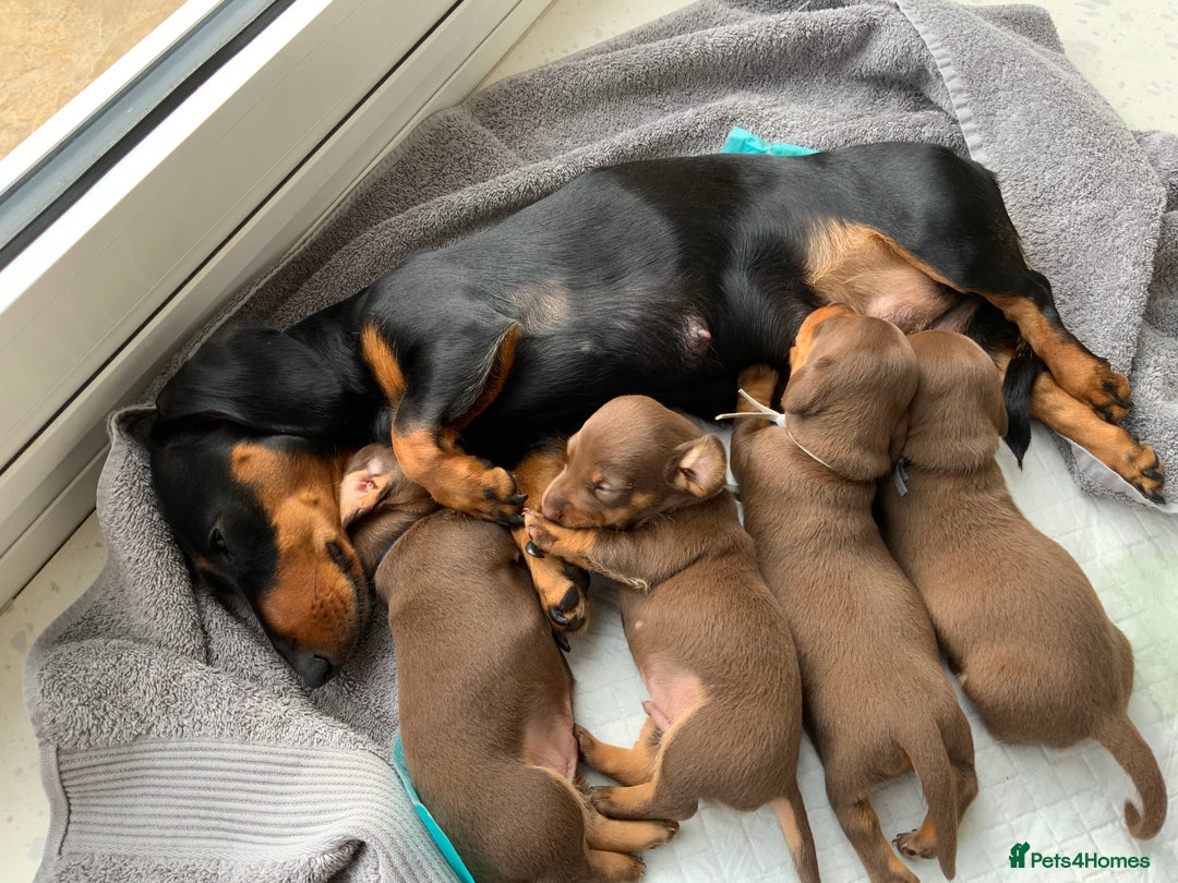 Miniature Dachshund dogs for sale: 4 mini chocolate tan male dachshund puppies - Image 6