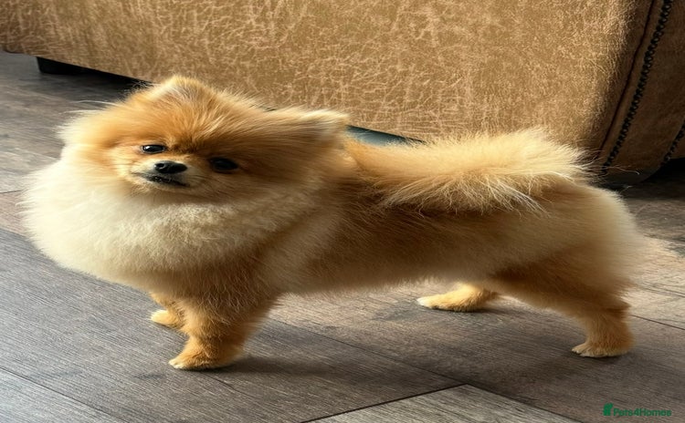 Pomeranian dogs - Advert 13