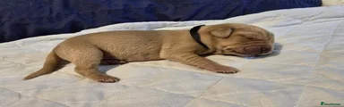 Labrador Retriever 1