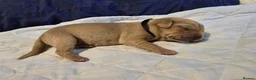 Labrador Retriever dogs for sale: Beautiful Labrador Retriever Puppies for sale. - Advert 7