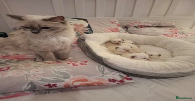Ragdoll cats Purebred Ragdoll Kittens - TICA - YORKSHIRE - Advert 8
