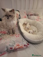 Ragdoll cats Purebred Ragdoll Kittens - TICA - YORKSHIRE - Advert 3