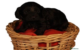 Cavapoo dogs for sale: Gorgeous Cavapoo puppies - Image 2