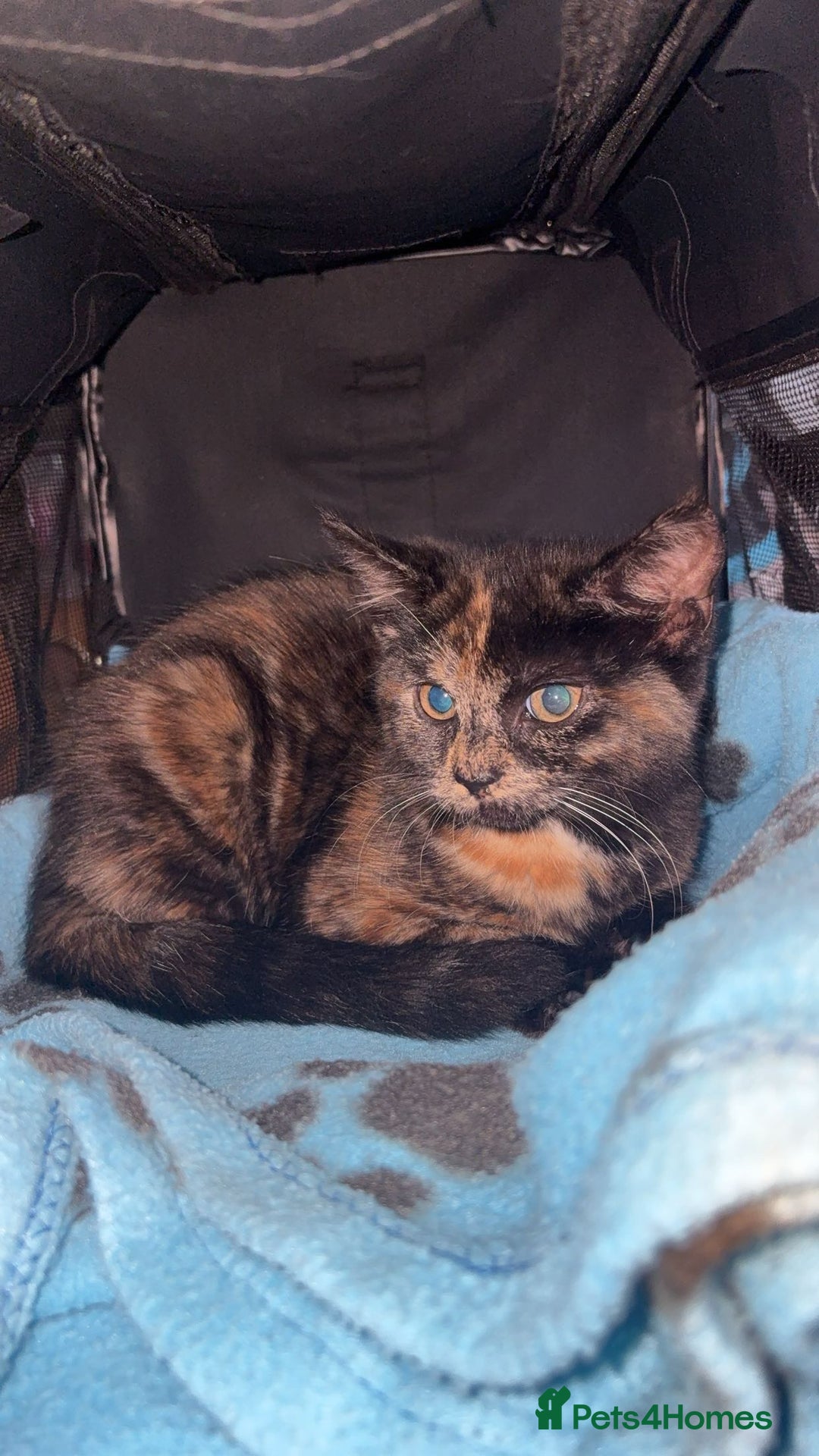 Domestic Shorthair cats for sale: orange and black kitten  - Image 2